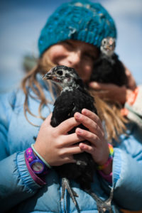 20140407-egg-mobile-and-chickens-0051